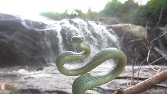 青蛇的背景音乐,琴音绕梁，千年情缘